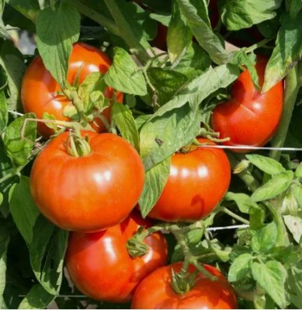 Rutgers Tomato Vegetable Heirloom Non Gmo 50 Seeds for Garden Planting