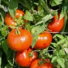 Rutgers Tomato Vegetable Heirloom Non Gmo 50 Seeds for Garden Planting