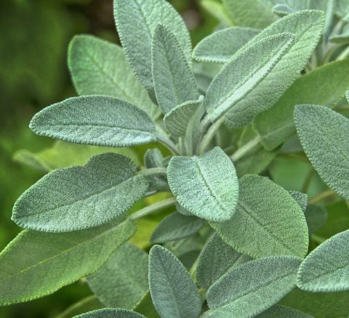 Sage Broadleaf Herb Vegetable Heirloom Non Gmo 50 Seeds for Garden Planting