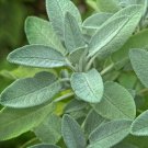 Sage Broadleaf Herb Vegetable Heirloom Non Gmo 50 Seeds for Garden Planting
