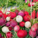 Radish Easter Egg Blend Vegetable Heirloom Non Gmo 200 Seeds for Garden Planting Radish Easter Egg Blend Vegetable Heirloom Non Gmo 200 Seeds for Garden Planting