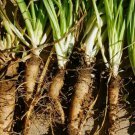 Salsify Seeds Mammoth Sandwich Island Vegetable Heirloom Non Gmo 25  Seeds for Garden Planting