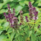 Persian Basil Black Licorice Vegetable Heirloom Non Gmo 250 Seeds for Garden Planting