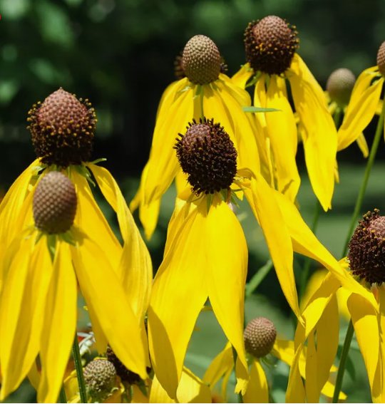 Yellow Prairie Coneflower Ratibida Vegetable Heirloom Non Gmo 300 Seeds for Garden Planting
