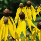 Yellow Prairie Coneflower Ratibida Vegetable Heirloom Non Gmo 300 Seeds for Garden Planting