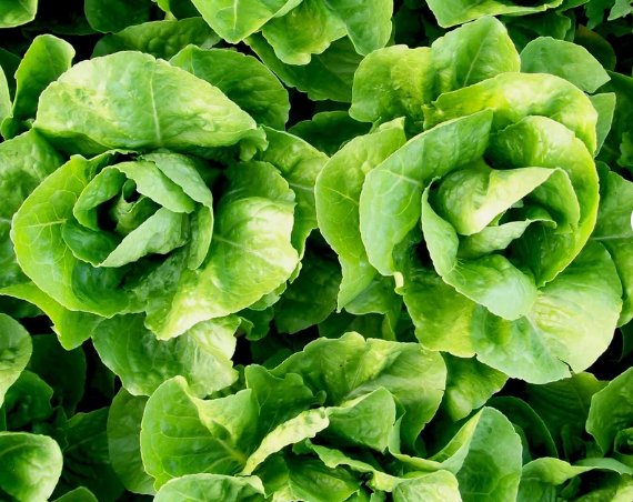 Parris Island Cos Romaine Lettuce Vegetable Heirloom Non Gmo 600 Seeds for Garden Planting