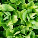 Parris Island Cos Romaine Lettuce Vegetable Heirloom Non Gmo 600 Seeds for Garden Planting Parris Island Cos Romaine Lettuce Vegetable Heirloom Non Gmo 600 Seeds for Garden Planting
