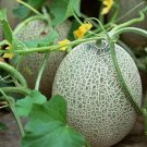Planters Jumbo Cantaloupe Muskmelon Fruit Vegetable Heirloom Non Gmo 50 Seeds for Garden Planting