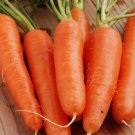 Carrot Shin Kuroda Asian Vegetable Heirloom Non Gmo 300 Seeds for Garden Planting