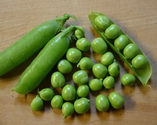 Early Frosty Pea Green Pod Vegetable Heirloom Non Gmo 25 Seeds for Garden Planting