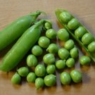 Early Frosty Pea Green Pod Vegetable Heirloom Non Gmo 25 Seeds for Garden Planting