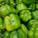 Yolo Wonder Pepper Sweet Bell Vegetable Heirloom Non Gmo 100 Seeds for Garden Planting