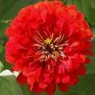 Cherry Queen Zinnia Red Flower Elegans Vegetable Heirloom Non Gmo 100 Seeds for Garden Planting