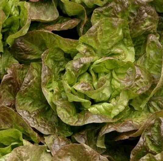 Bronze Mignonette Lettuce Vegetable Heirloom Non Gmo 600 Seeds for Garden Planting