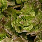 Bronze Mignonette Lettuce Vegetable Heirloom Non Gmo 600 Seeds for Garden Planting