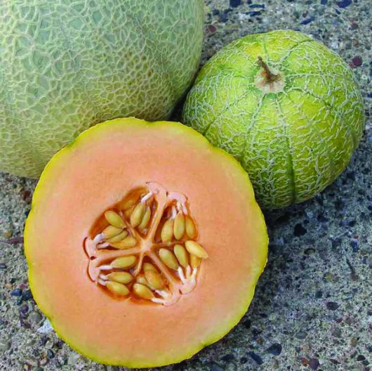 Minnesota Midget Cantaloupe Mini Melon Fruit Vegetable Heirloom Non Gmo 25 Seeds for Garden Planting