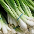 Onion Tokyo Long White Bunching Scallion Vegetable Heirloom Non Gmo 200 Seeds for Garden Planting Onion Tokyo Long White Bunching Scallion Vegetable Heirloom Non Gmo 200 Seeds for Garden Planting