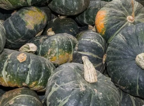 Buttercup Squash Burgess Buttercup Winter Vegetable Heirloom Non Gmo 20 Seeds for Garden Planting