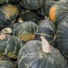 Buttercup Squash Burgess Buttercup Winter Vegetable Heirloom Non Gmo 20 Seeds for Garden Planting