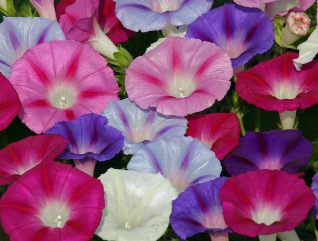Morning Glory Mixed Flower Vegetable Heirloom Non Gmo 50 Seeds for Garden Planting