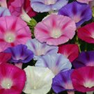 Morning Glory Mixed Flower Vegetable Heirloom Non Gmo 50 Seeds for Garden Planting