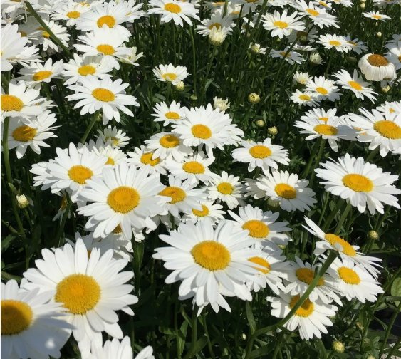 Shasta Daisy Flower Vegetable Heirloom Non Gmo 250 Seeds for Garden Planting