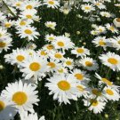 Shasta Daisy Flower Vegetable Heirloom Non Gmo 250 Seeds for Garden Planting