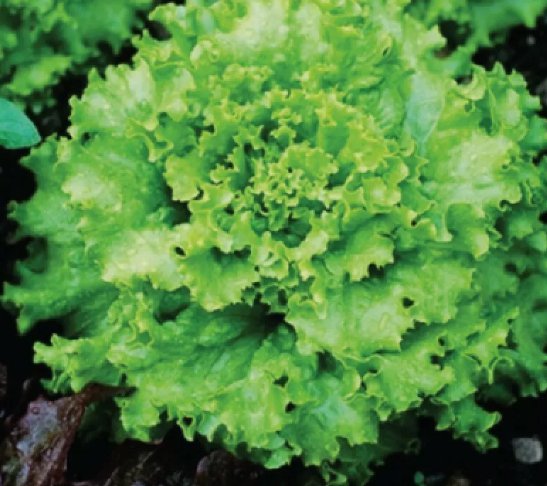 Grand Rapids Lettuce Vegetable Heirloom Non Gmo 600 Seeds for Garden Planting