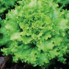 Grand Rapids Lettuce Vegetable Heirloom Non Gmo 600 Seeds for Garden Planting