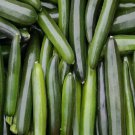 Squash Black Beauty Zucchini Summer Vegetable Heirloom Non Gmo 25 Seeds for Garden Planting