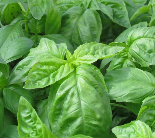 Basil Italian Large Leaf Herb Vegetable Heirloom Non Gmo 500 Seeds for Garden Planting