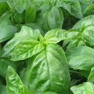 Basil Italian Large Leaf Herb Vegetable Heirloom Non Gmo 500 Seeds for Garden Planting