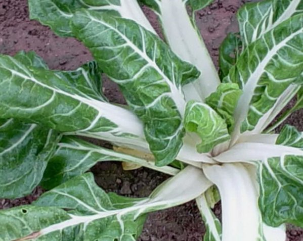 Swiss Chard Large White Ribbed Vegetable Heirloom Non Gmo 100 Seeds for Garden Planting