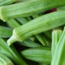 Okra Perkins Long Pod Vegetable Heirloom Non Gmo 30 Seeds for Garden Planting