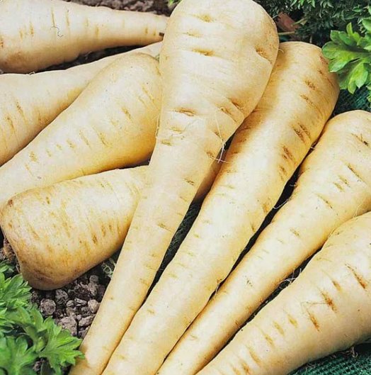 Parsnip Hollow Crown Vegetable Heirloom Non Gmo 200 Seeds for Garden Planting