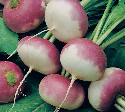 Purple Top Turnip White Globe Vegetable Heirloom Non Gmo 1000 Seeds for Garden Planting