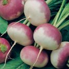 Purple Top Turnip White Globe Vegetable Heirloom Non Gmo 1000 Seeds for Garden Planting