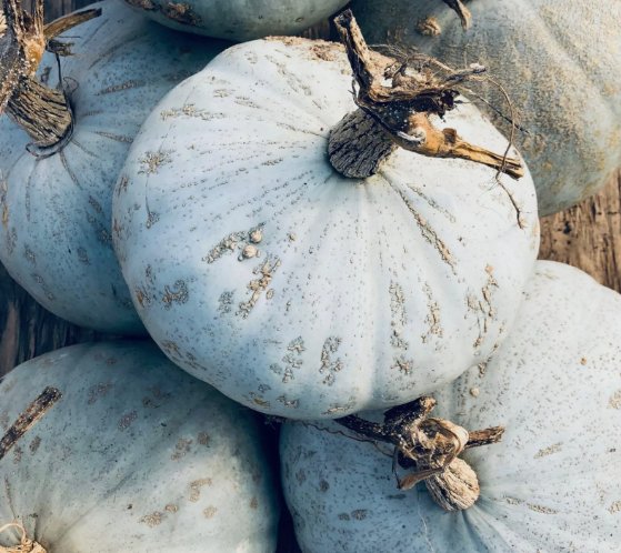 Sweet Meat Squash Winter Vegetable Heirloom Non Gmo 15 Seeds for Garden Planting