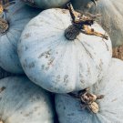 Sweet Meat Squash Winter Vegetable Heirloom Non Gmo 15 Seeds for Garden Planting
