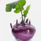 Kohlrabi Purple Vienna Vegetable Vegetable Non Gmo 500 Seeds for Garden Planting