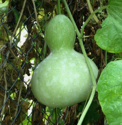 Birdhouse Gourd Garden Vegetable Non Gmo 10 Seeds for Garden Planting