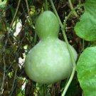 Birdhouse Gourd Garden Vegetable Non Gmo 10 Seeds for Garden Planting