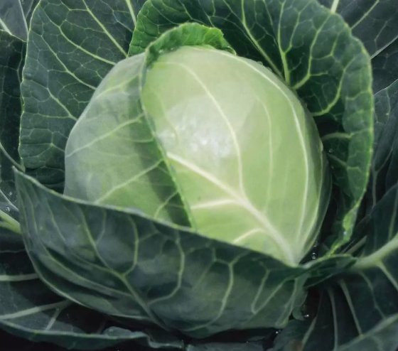 Copenhagen Market Cabbage Vegetable Non Gmo 500 Seeds for Garden Planting