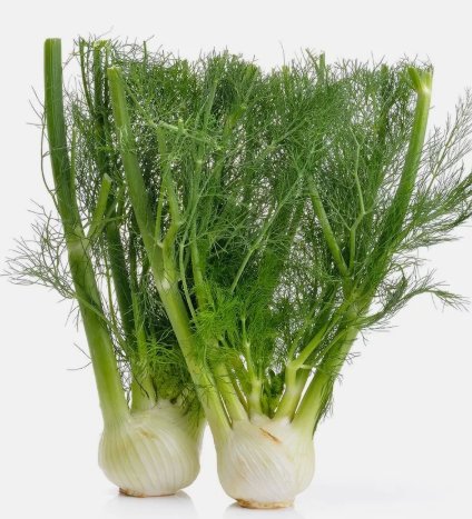 Florence Fennel Salad Vegetable Non Gmo 250 Seeds for Garden Planting