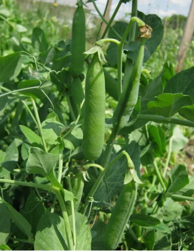 Little Marvel Pea Pod Vegetable Non Gmo 25 Seeds for Garden Planting