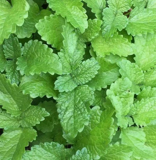 Lemon Balm Herb Perrenial Mosquito Insect Repellent Vegetable Non Gmo 500 Seeds for Garden Planting