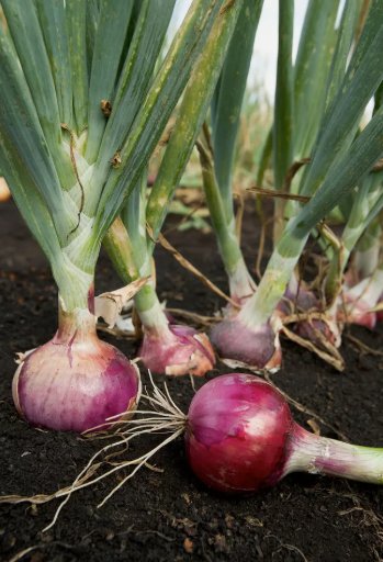 Scarlet Bandit Onion Bunching Onion Vegetable Non Gmo 250 Seeds for Garden Planting