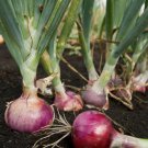 Scarlet Bandit Onion Bunching Onion Vegetable Non Gmo 250 Seeds for Garden Planting