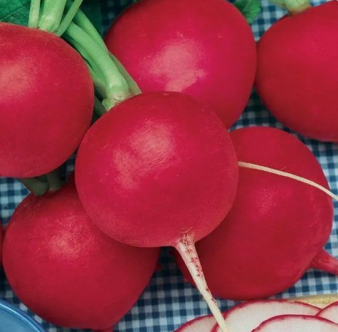 German Giant Radish Vegetable Heirloom Non Gmo 200 Seeds for Garden Planting