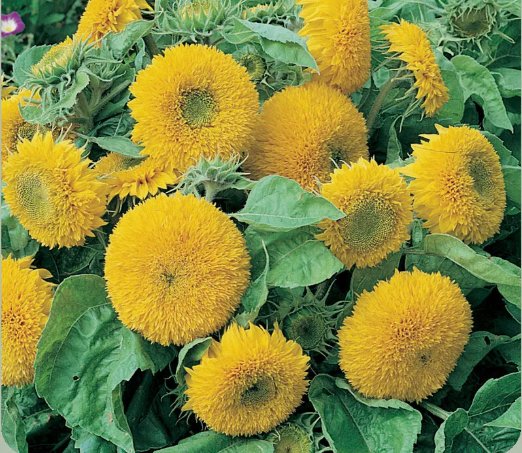 Sunflower Teddy Bear Annual Sungold Dwarf Flower Vegetable Non Gmo 50 Seeds for Garden Planting